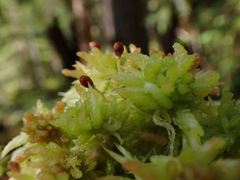 Sphagnum palustre
