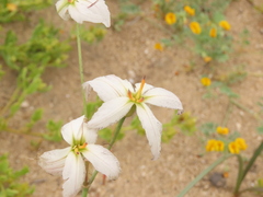 Leucocoryne appendiculata