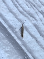 Coleophora