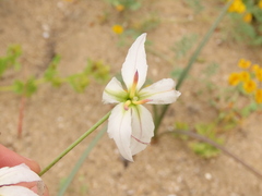 Leucocoryne appendiculata