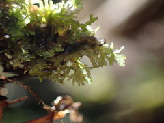 Riccardia chamedryfolia