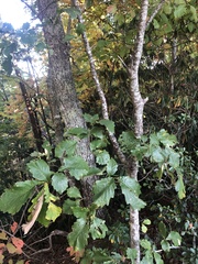 Quercus montana