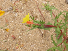 Oenothera coquimbensis