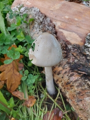 Volvopluteus gloiocephalus