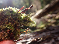 Riccardia chamedryfolia