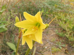 Zephyranthes bagnoldii