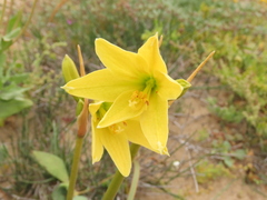 Zephyranthes bagnoldii