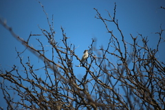 Pyrocephalus rubinus