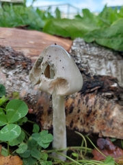 Volvopluteus gloiocephalus