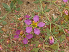 Fagonia chilensis