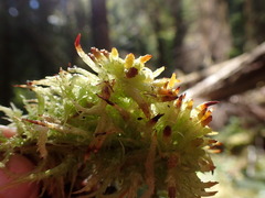 Sphagnum palustre