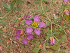 Fagonia chilensis