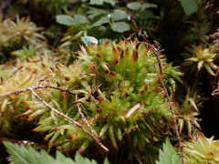 Sphagnum palustre