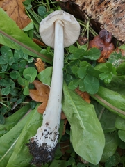 Volvopluteus gloiocephalus