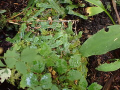 Conocephalum conicum