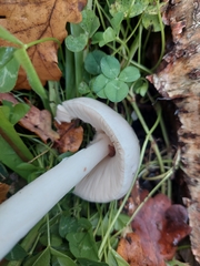 Volvopluteus gloiocephalus