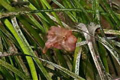 Brachaluteres jacksonianus