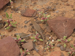 Liolaemus nigromaculatus
