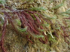 Polytrichastrum alpinum