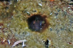 Parablennius postoculomaculatus