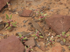 Liolaemus nigromaculatus