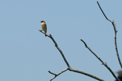 Saxicola stejnegeri
