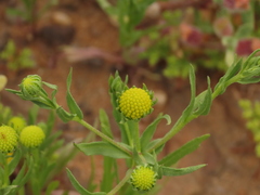 Helenium atacamense