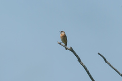Saxicola stejnegeri
