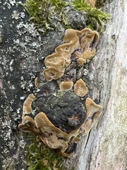 Stereum rugosum