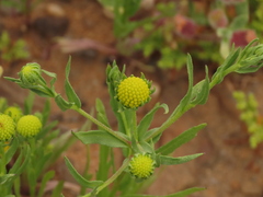 Helenium atacamense