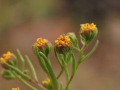 Amblyopappus pusillus