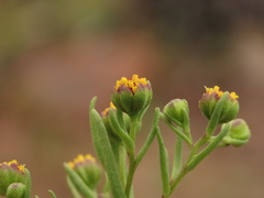 Amblyopappus pusillus