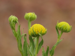 Helenium atacamense