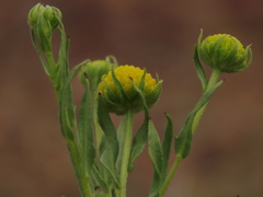 Helenium atacamense