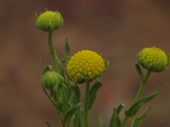 Helenium atacamense