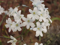 Zephyra elegans