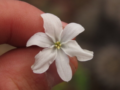 Zephyra elegans