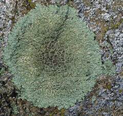 Lecanora intricata
