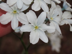 Zephyra elegans