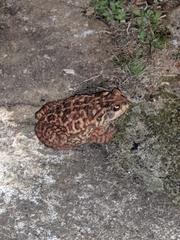 Rhinella diptycha