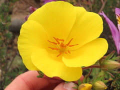 Balbisia peduncularis