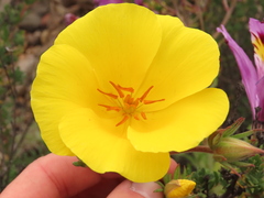 Balbisia peduncularis