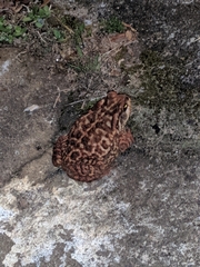 Rhinella diptycha