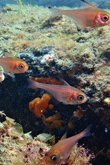 Pempheris klunzingeri