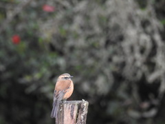 Ochthoeca fumicolor
