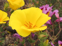 Balbisia peduncularis