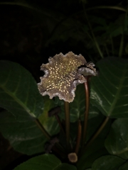 Dorstenia elata