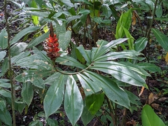 Costus
