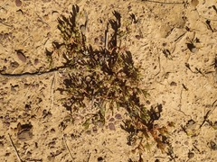 Mesembryanthemum nodiflorum