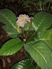 Dorstenia elata